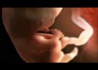 Human Embryo Development Animation | Recurso educativo 734519