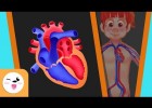 El sistema circulatori del cos humà | Recurso educativo 766870