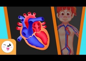 El sistema circulatori del cos humà | Recurso educativo 766871