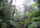 El bosque ecuatorial | Recurso educativo 768159