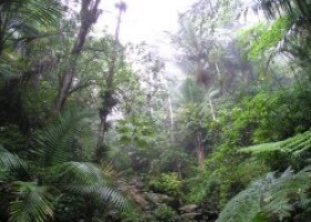 O bosque ecuatorial | Recurso educativo 768165