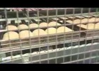 The industrial bread process: an overview for children | Recurso educativo 768857