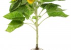 Flores, hojas, tallo y raíces de una planta | Recurso educativo 772071