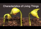 Characteristics of Living Things | Recurso educativo 777735
