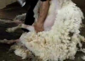 Shearing a sheep | Recurso educativo 778677