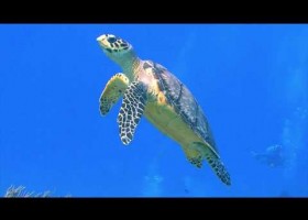 Animales marinos | Recurso educativo 787427