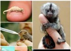 Os 10 Animais Mais Pequenos do Mundo | Recurso educativo 787555