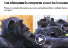 Els ximpanzés cooperen com els humans | Recurso educativo 787912
