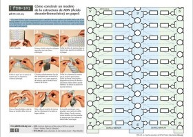 Com construir un model de l'estructura d'ADN | Recurso educativo 790079