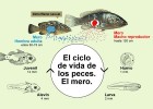 El ciclo de vida de los peces | Recurso educativo 103629
