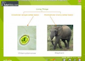 Unicellular And Multicellular Organisms | Recurso educativo 676516