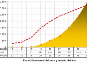 Evolución del peso y del tamaño del feto en el embarazo | Recurso educativo 725496