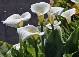 Calla lily | Recurso educativo 770531